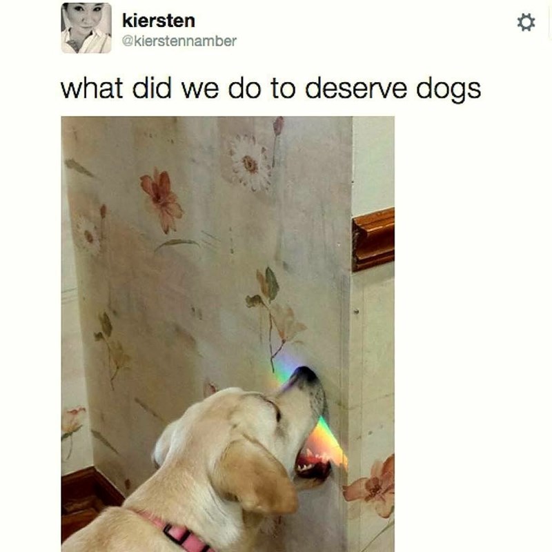 kiersten-kierstennamber-did-do-deserve-dogs