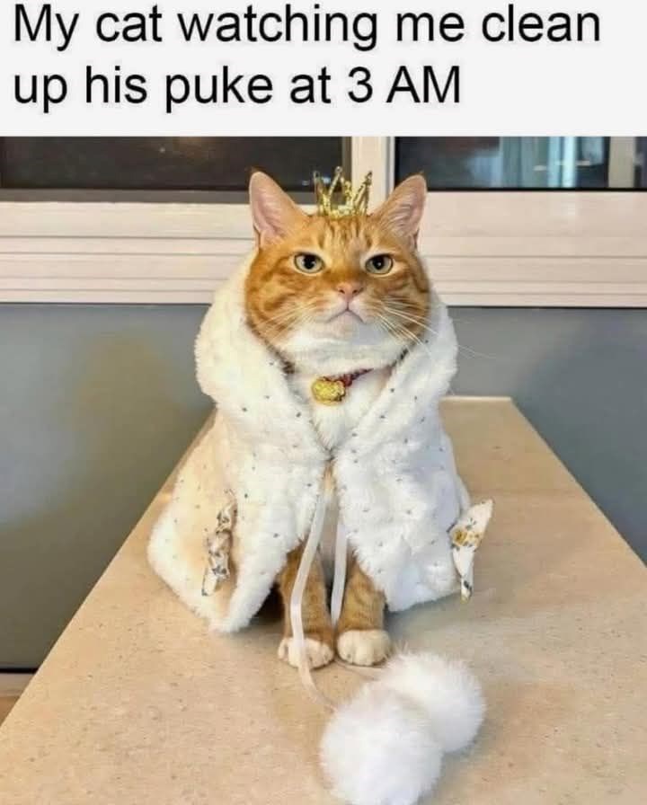 my-cat-watching-clean-up-his-puke-at-3-am