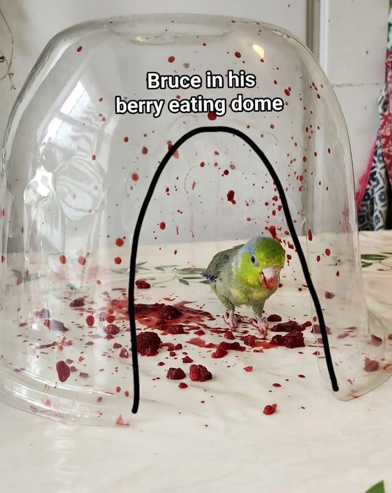 bruce-his-berry-eating-dome