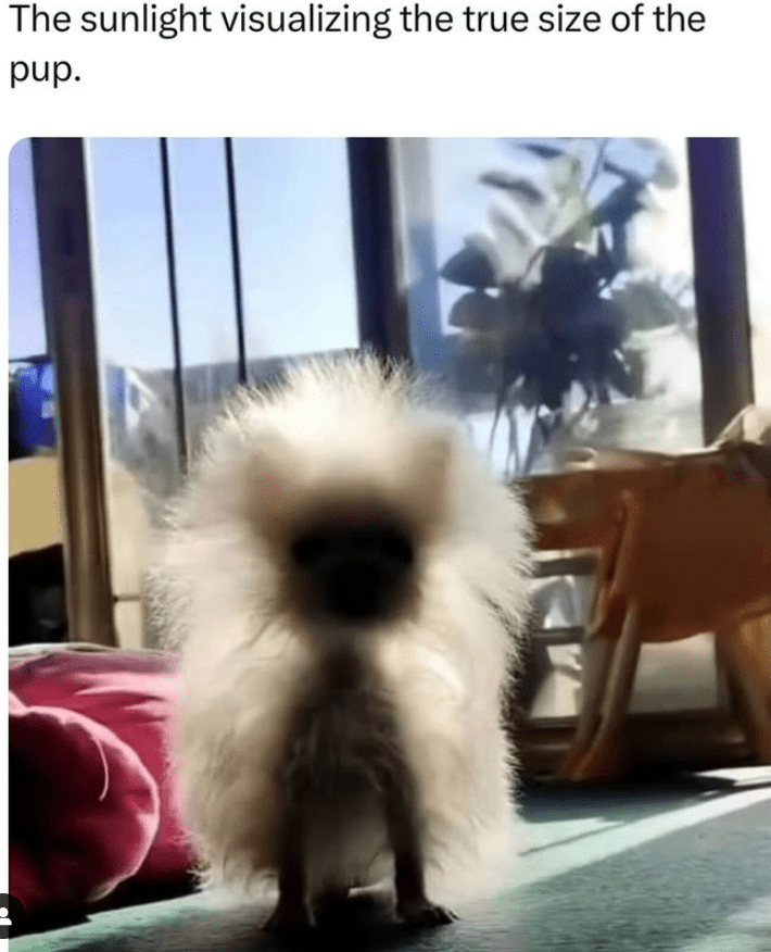 sunlight-visualizing-true-size-pup