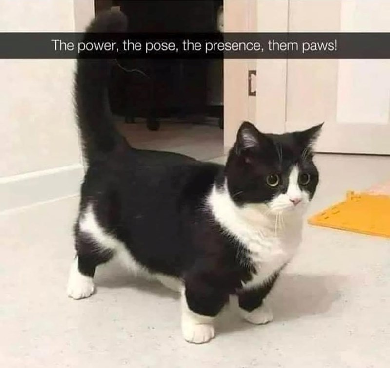 power-pose-presence-them-paws-c