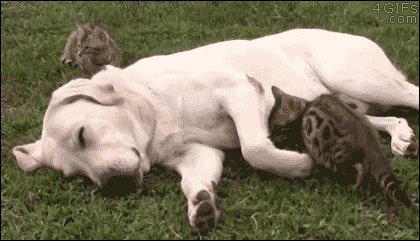 cute-animal-gif-of-kitten-cuddling-with-dog