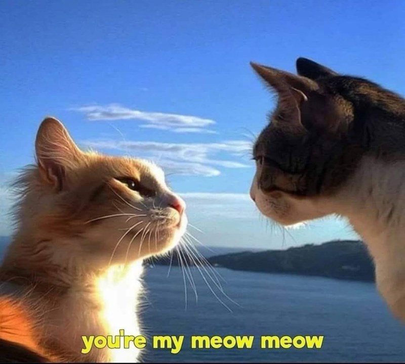 my-meow-meow