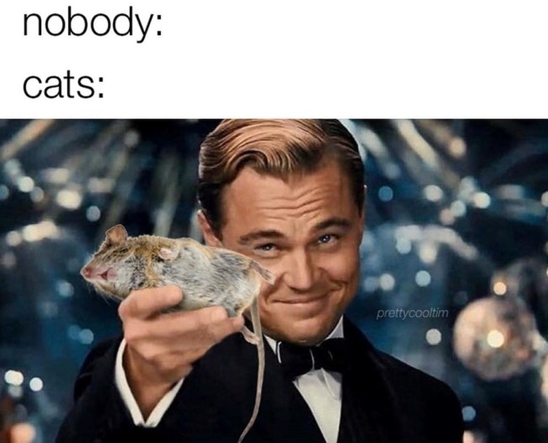 nobody-cats-prettycooltim
