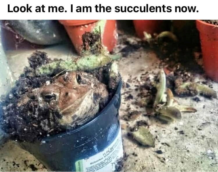 look-at-am-succulents-now-corsi-kalanch