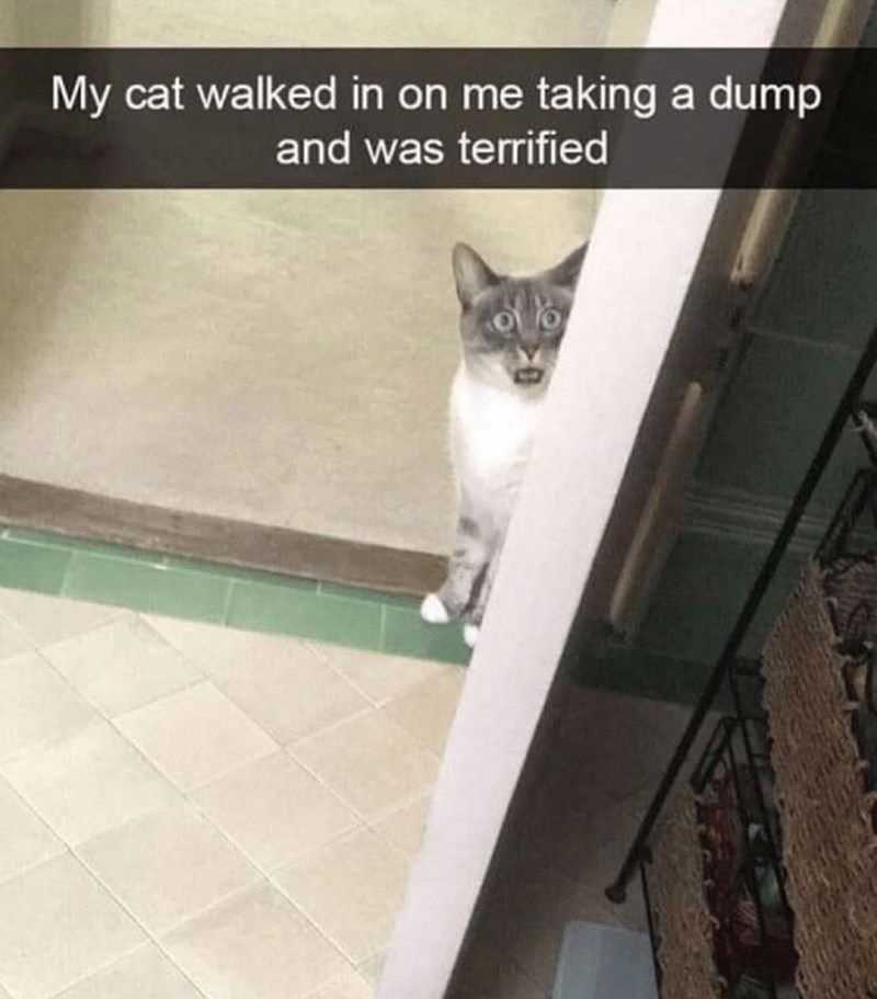 my-cat-walked-on-taking-dump-and-terrified