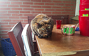 aggressive-cat-is-aggressive