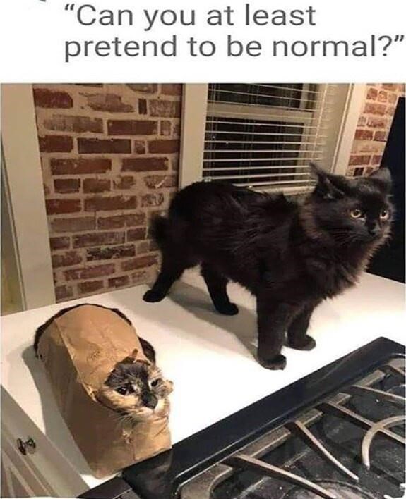can-at-least-pretend-be-normal