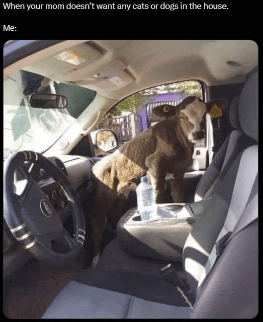 mom-doesnt-want-any-cats-or-dogs-house