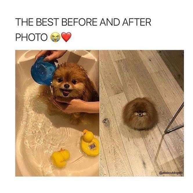 best-before-and-after-photo-35-allaboutdogsfb
