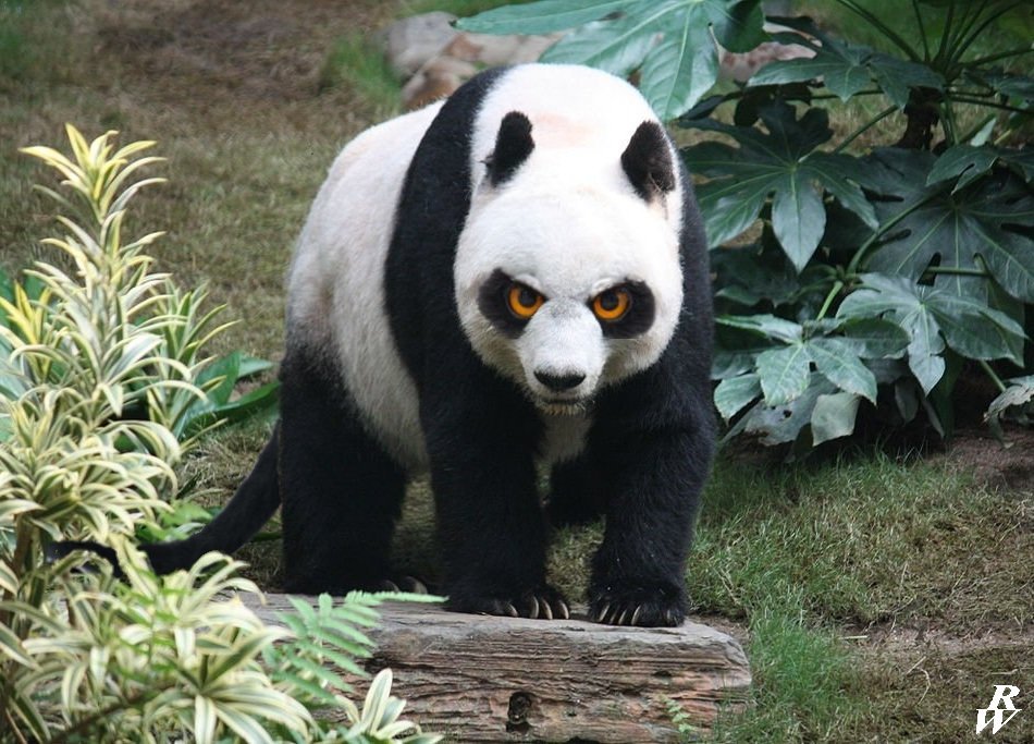 angry_panda_by_dwarf4r-d5fzeel.jpg