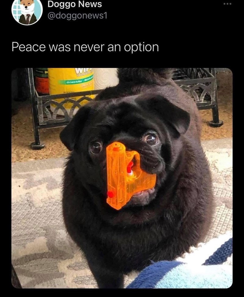 doggo-news-doggonews1-peace-never-an-option