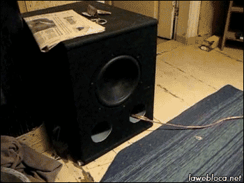 this-cat-is-not-afraid-of-the-bass