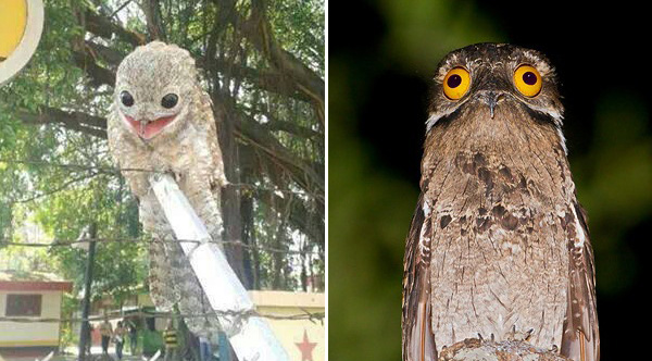9jnh9-potoo-bird-lg.jpg