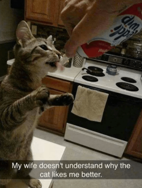 dim-my-wife-doesnt-understand-why-cat-likes-better