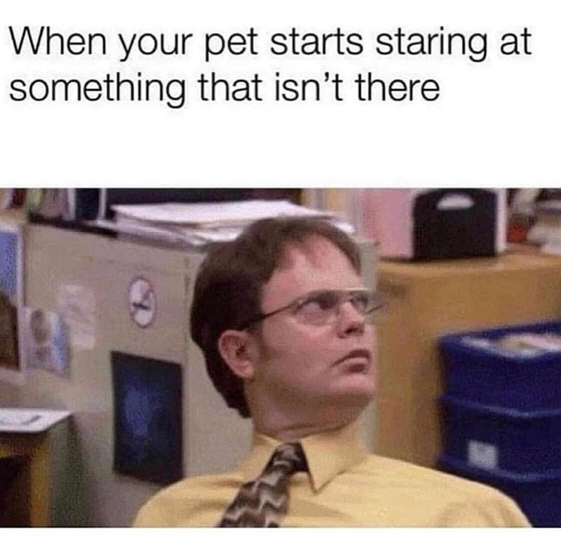 pet-starts-staring-at-something-isnt-there