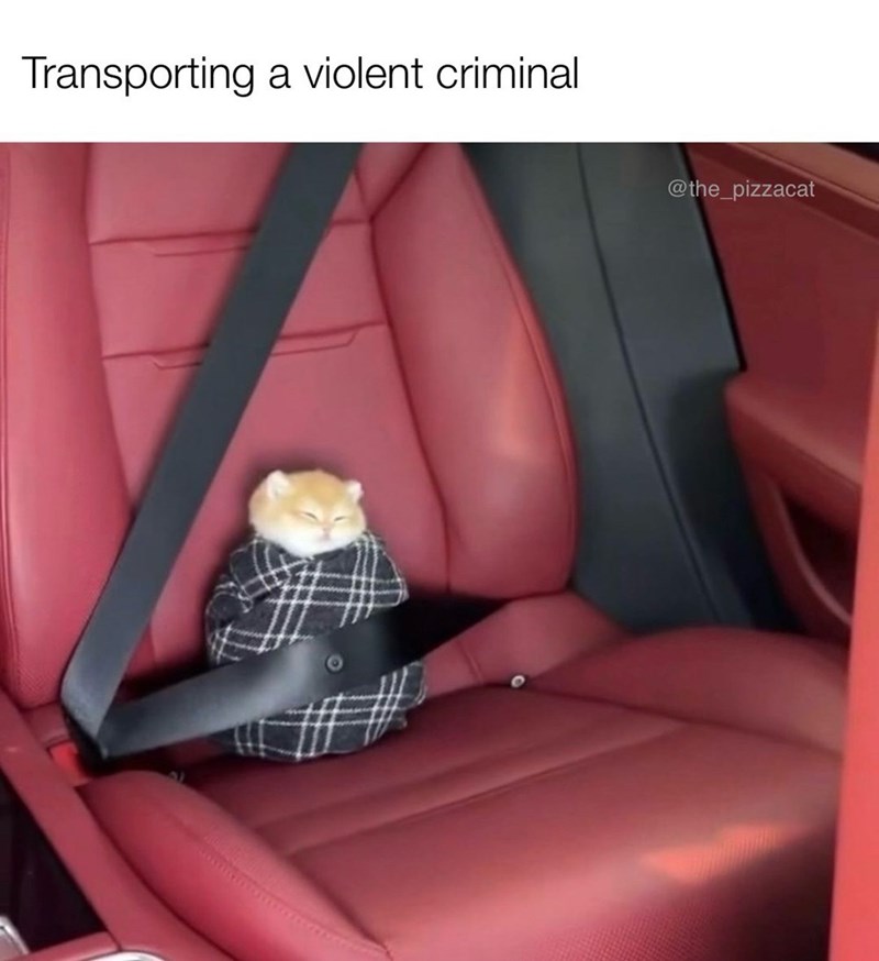 transporting-violent-criminal-the_pizzacat