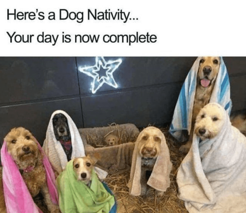 heres-dog-nativity-day-is-now-complete