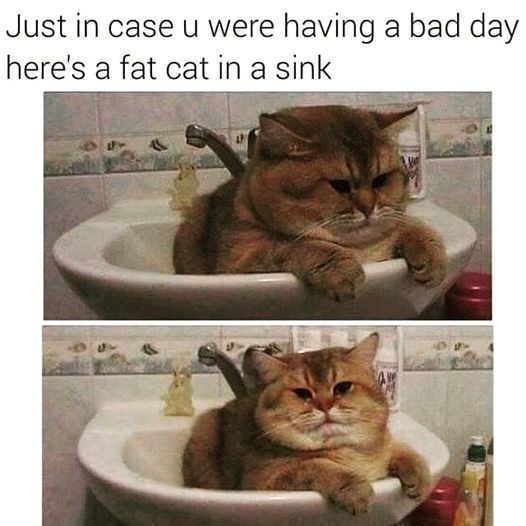 just-case-u-were-having-bad-day-heres-fat-cat-sink