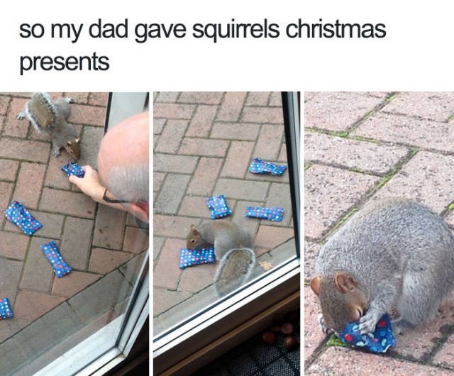 so-my-dad-gave-squirrels-christmas-presents