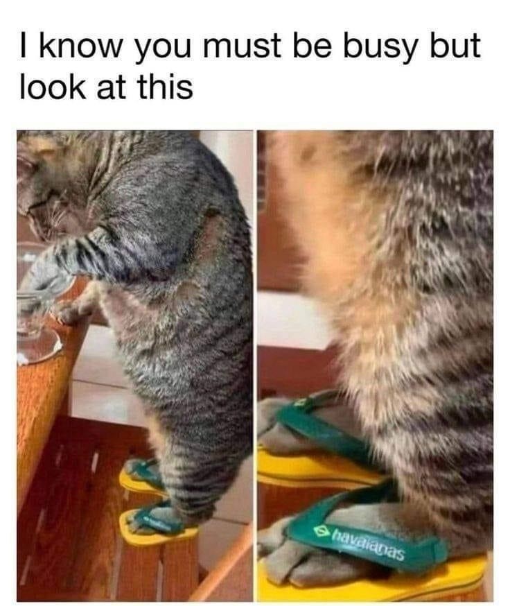 know-must-be-busy-but-look-at-this-havaianas