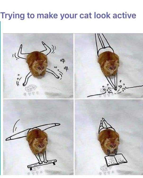 trying-make-cat-look-active