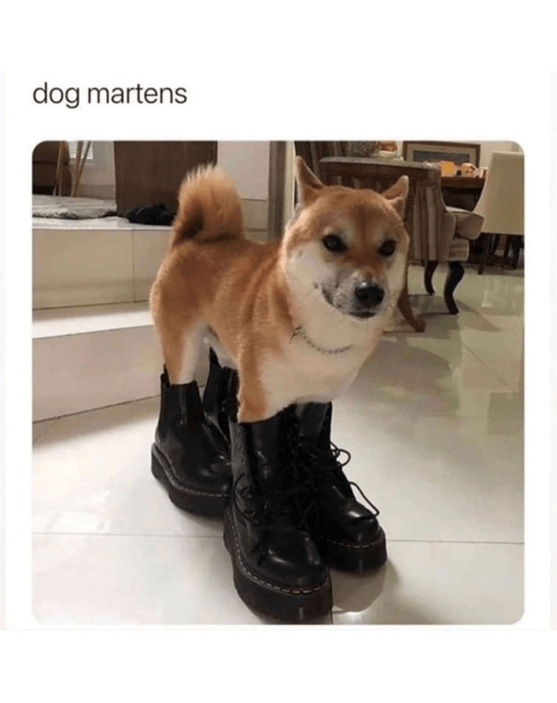 dog-martens