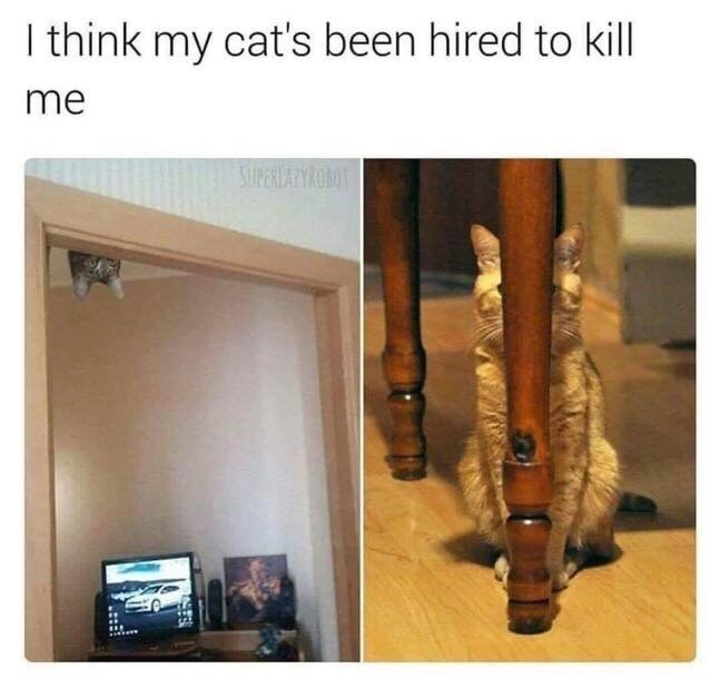 think-my-cats-been-hired-kill-superlazyrobot