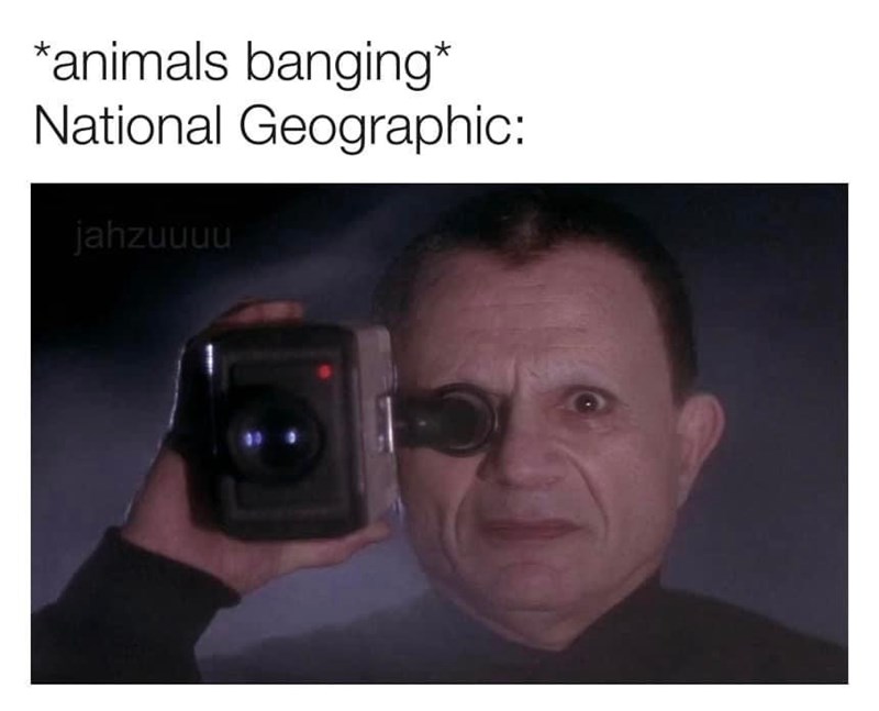 animals-banging-national-geographic-jahzuuuu