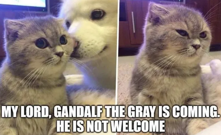 my-lord-gandalf-gray-is-coming-he-is-not-welcome