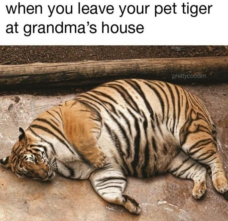 leave-pet-tiger-at-grandmas-house-prettycooltim