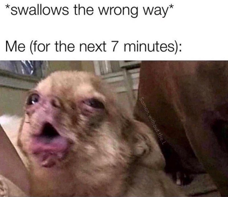 swallows-wrong-way-next-7-minutes-samonwithoutl