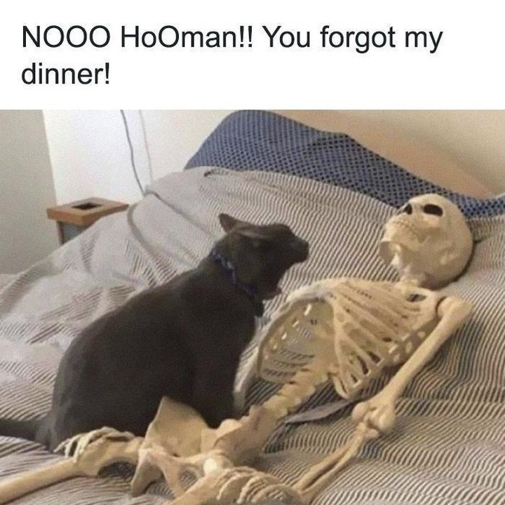 nooo-hooman-forgot-my-dinner