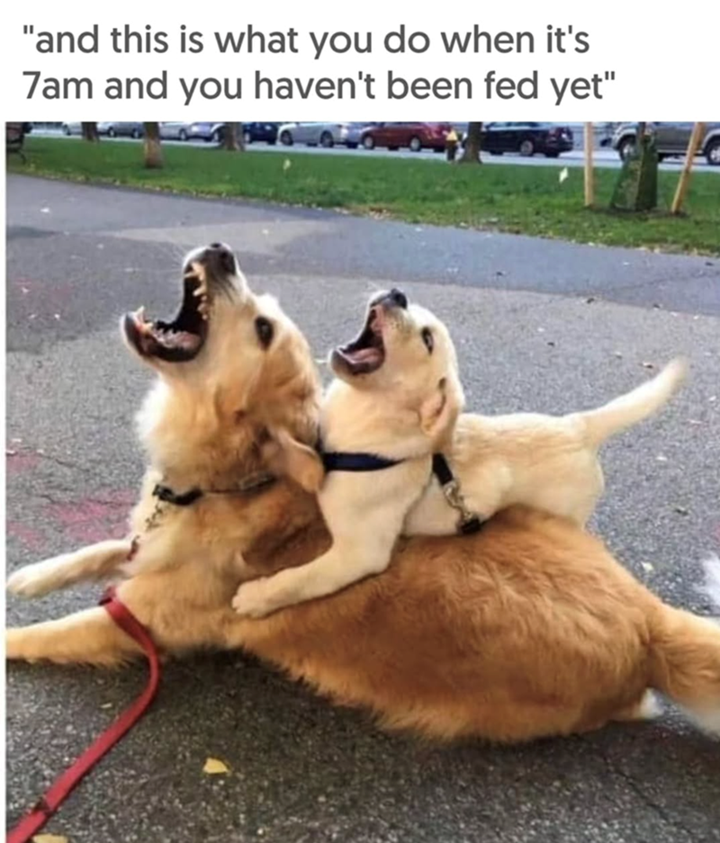 and-this-is-do-s-7am-and-havent-been-fed-yet