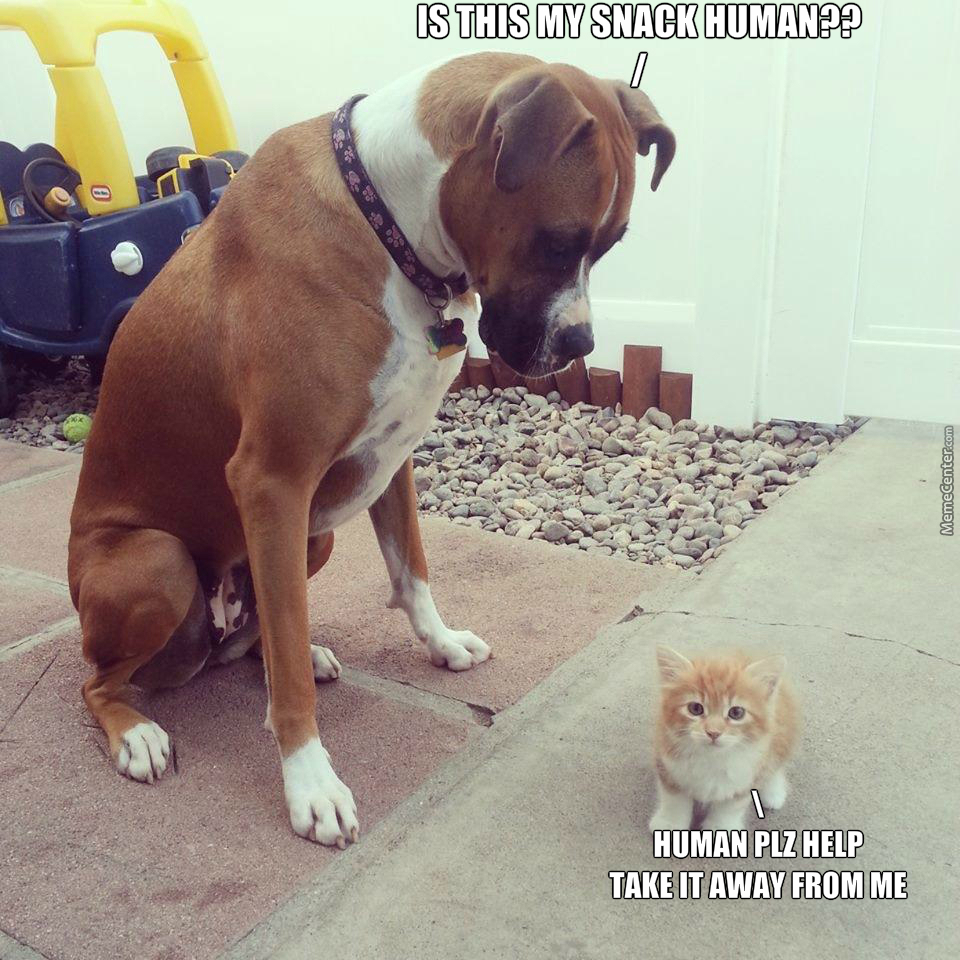 tiny-kitty-and-big-dog_o_4728389.jpg