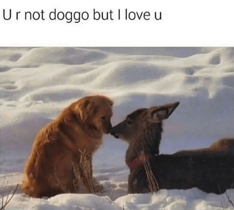 ur-not-doggo-but-love-u