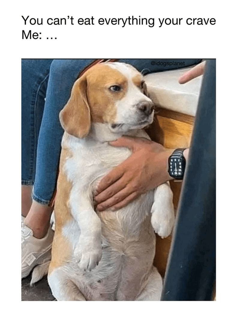 cant-eat-everything-crave-idogsplanet
