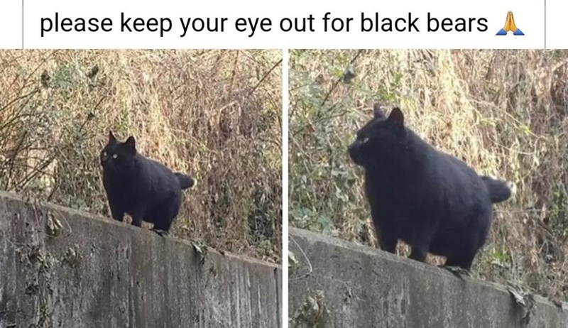 please-keep-eye-out-black-bears