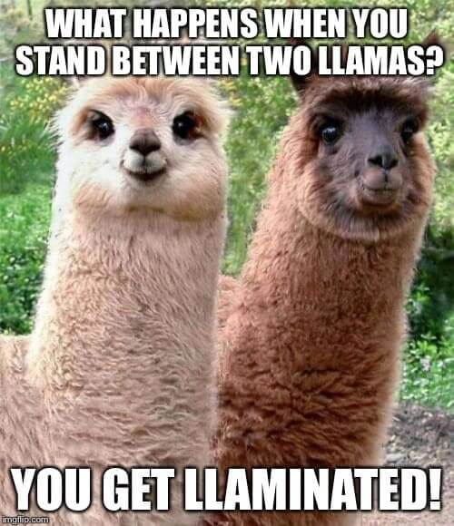 happy-memes-sayingimages-llamas-ftw.jpg
