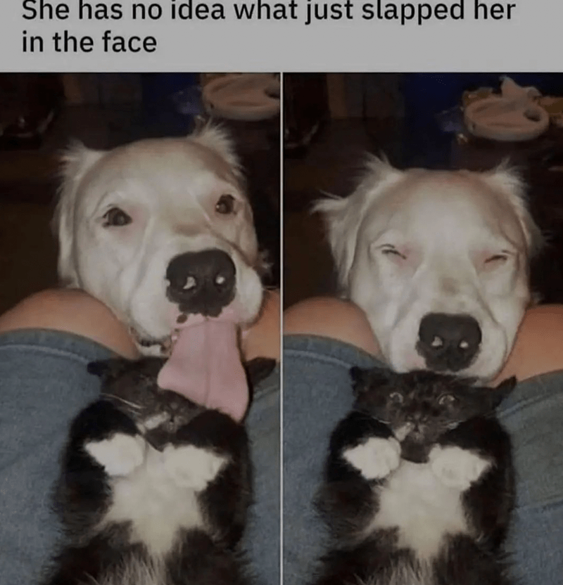 she-has-no-idea-just-slapped-her-face