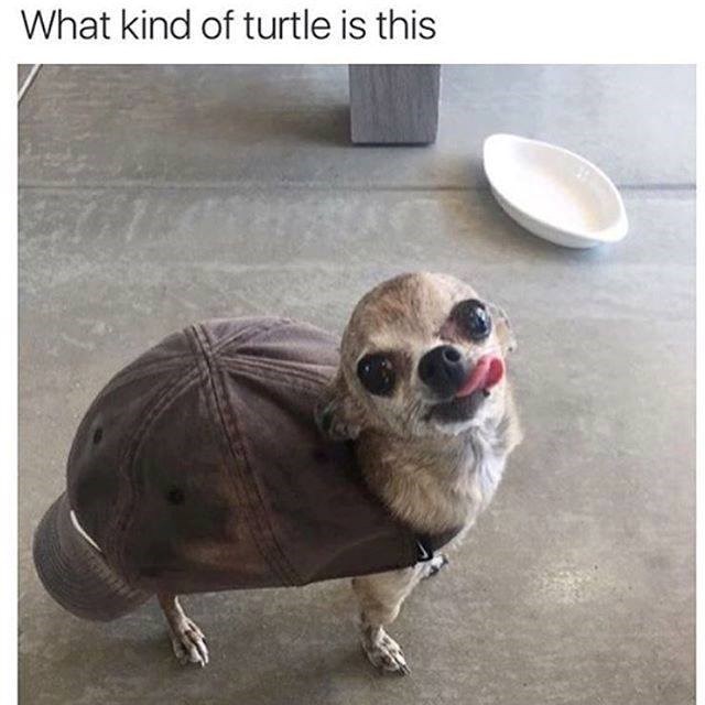 kind-turtle-is-this