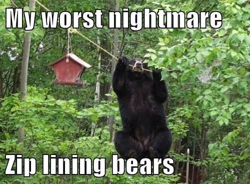 whats-next-bears-with-wings