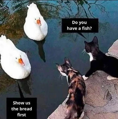 show-us-bread-first-do-have-fish