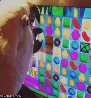 bird-plays-candy-crush