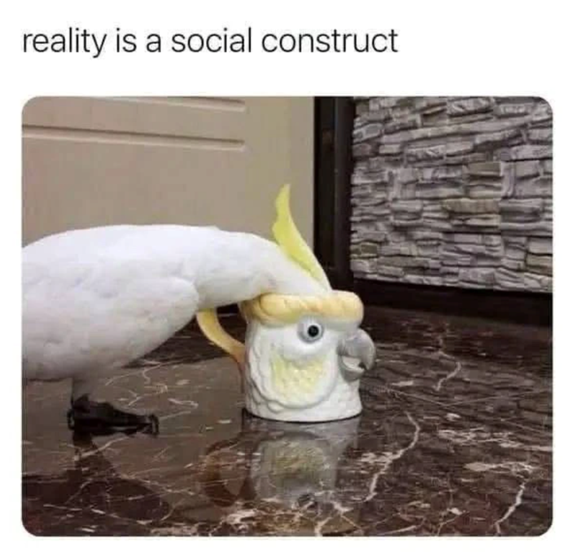 reality-is-social-construct