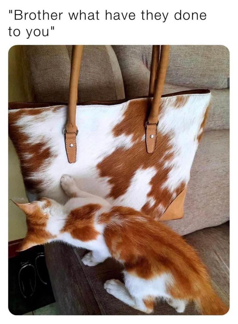 brother-have-they-done