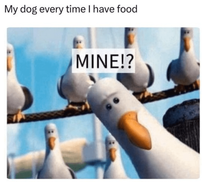 my-dog-every-time-have-food-mine