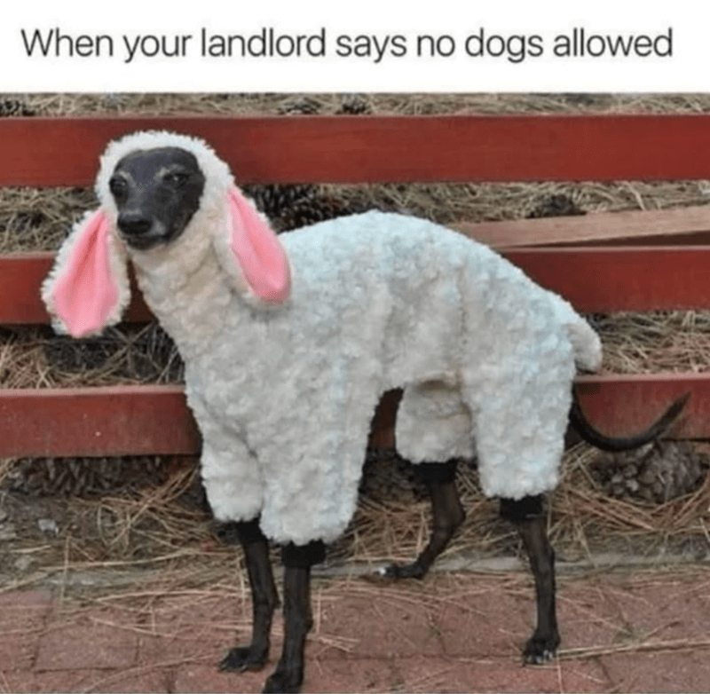 landlord-says-no-dogs-allowed