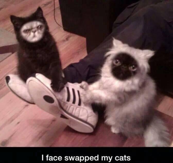 face-swapped-my-cats