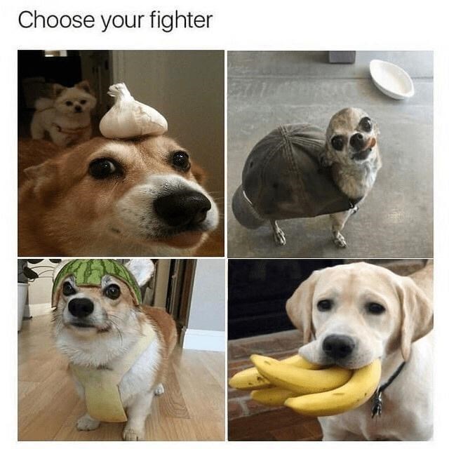 choose-fighter